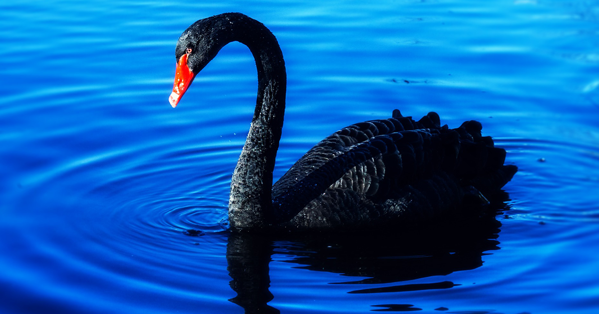 Black-Swan-a-2020-Dynamic-Learning